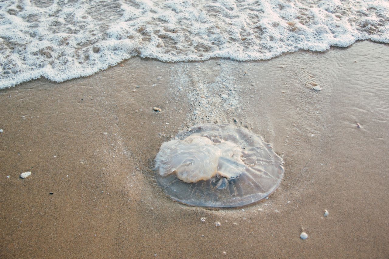 Jellyfish swimming in ocean waters